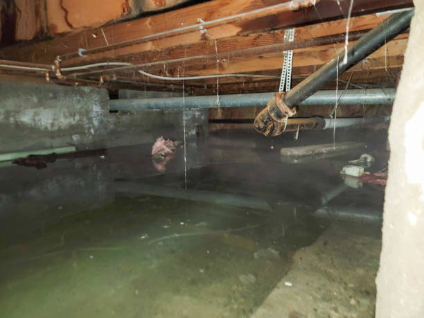 Best Water damage restoration insurance claims  in Belpre, OH