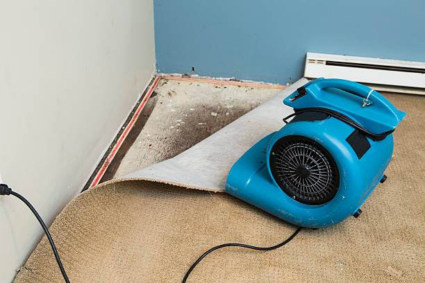 Best Professional water damage repair  in Belpre, OH